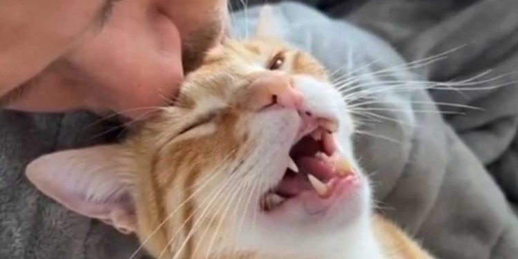 Le chat roux du refuge n'a jamais connu l'amour. Voici comment il a réagi lorsqu'il a été couvert de baisers 1 chat roux refuge jamais connu amour réagi couvert baisers