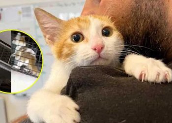 chaton coincé conduit ventilation université