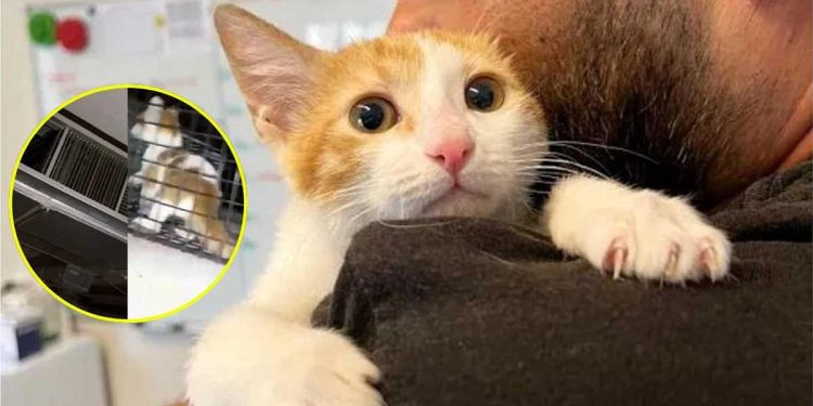 Un chaton s'est retrouvé coincé dans un conduit de ventilation à l'université. Il s’est recroquevillé sur le cou du sauveteur pour le « remercier » 1 chaton coincé conduit ventilation université