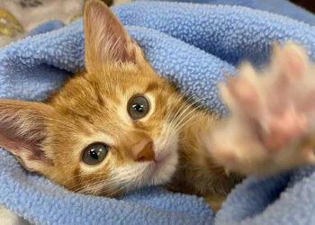 chaton est né avec une malformation grave