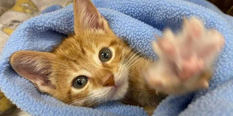 Le chaton est né avec une malformation grave. Bien que ses jambes aient refusé d'obéir, il n'y a aucun obstacle pour lui 1 chaton est né avec une malformation grave