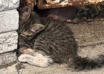 chaton s accroupit contre mur douleur aiguë traversant sa patte