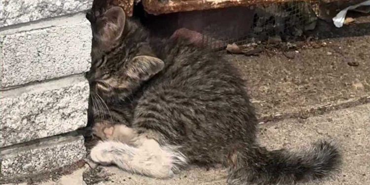 Le chaton s'accroupit contre le mur, une douleur aiguë traversant sa patte. Une seule chose pourrait le ramener du bord du gouffre 1 chaton s accroupit contre mur douleur aiguë traversant sa patte