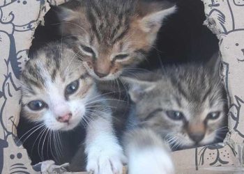 chatons jetés dans un fossé comme des ordures