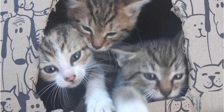 Des chatons jetés dans un fossé comme des ordures, une seule personne s'est arrêtée près d'eux. "Il faut être sans coeur" 1 chatons jetés dans un fossé comme des ordures