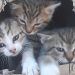 Des chatons jetés dans un fossé comme des ordures, une seule personne s'est arrêtée près d'eux. "Il faut être sans coeur" 4 chatons jetés dans un fossé comme des ordures