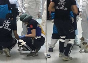 chatte sans abri amène bébé hôpital