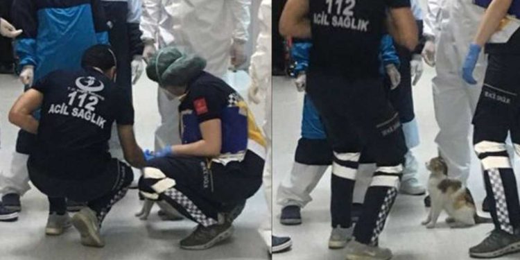 Une chatte sans abri amène son bébé à l'hôpital. Elle demande une aide immédiate 1 chatte sans abri amène bébé hôpital