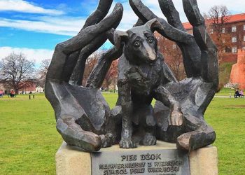 chien Dżok attendu son maître pendant un an