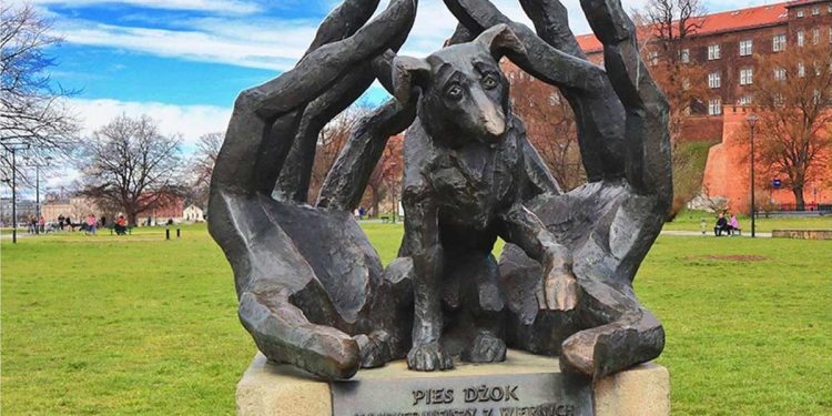 chien Dżok attendu son maître pendant un an