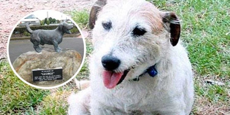Le chien George s'est engagé à défendre ses proches à tout prix, même la mort. Il a donné sa vie pour cinq enfants 1 chien George héros