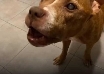 chien aveugle voit ses maîtres pour la première fois