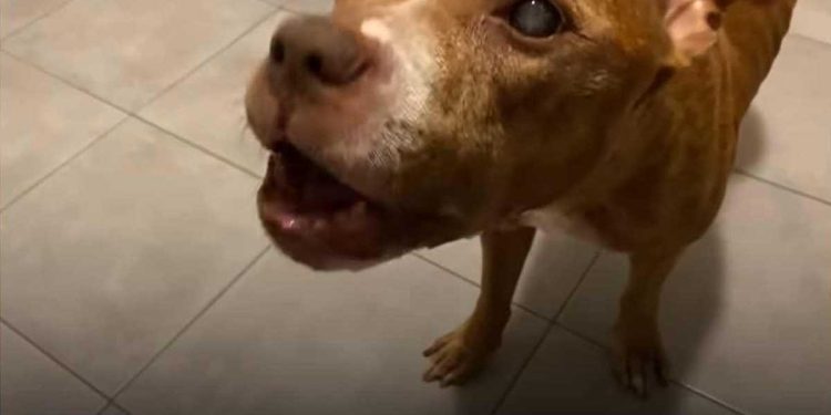 Un chien aveugle voit ses maîtres pour la première fois. La réaction des personnes qui s'occupaient de lui était touchante 1 chien aveugle voit ses maîtres pour la première fois