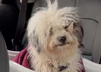 chien errant caméra cachée révélé secret