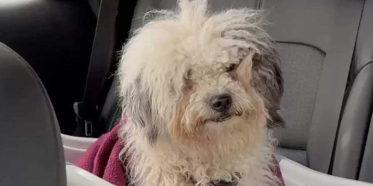 Elle a pris un chien errant dans la rue. Ce n'est qu'après la tombée de la nuit qu'une caméra a révélé un secret caché pendant des mois 1 chien errant caméra cachée révélé secret