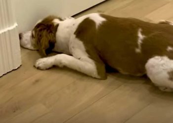 chien renifle sol depuis 2 semaines.