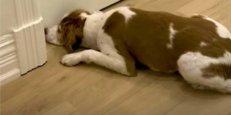 chien renifle sol depuis 2 semaines.