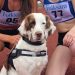 chien star championnats Europe athlétisme