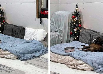 chien utilise bol nourriture garder place lit