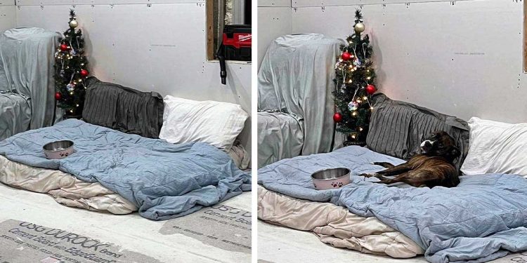 chien utilise bol nourriture garder place lit