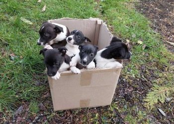 chiots attendaient secourus boîte près autoroute très fréquentée