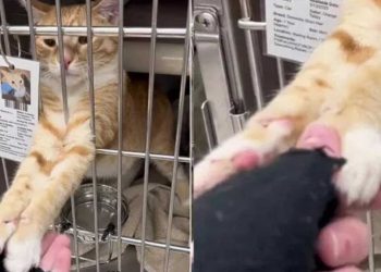 cœurs se brisent chat du refuge refuse lâcher main femme