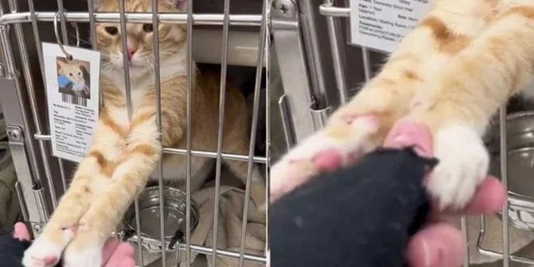 Les cœurs se brisent alors que le chat du refuge "collant" refuse de lâcher la main d’une femme 1 cœurs se brisent chat du refuge refuse lâcher main femme