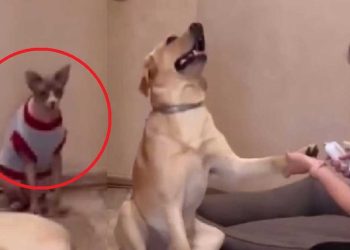 couper griffes chien réaction mérite Oscar