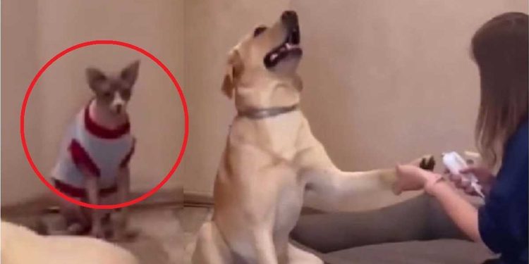 couper griffes chien réaction mérite Oscar