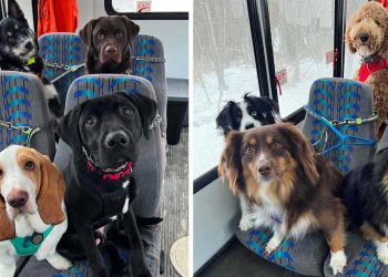 couple crée bus chiens quartier aventures