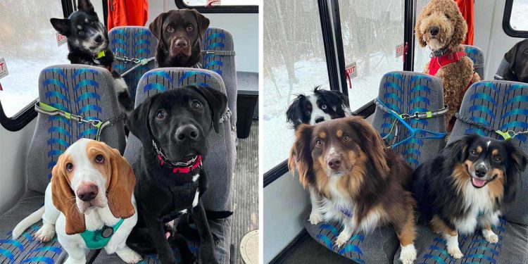 couple crée bus chiens quartier aventures