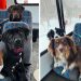 Un couple crée un bus pour emmener les chiens du quartier dans de petites aventures 2 couple crée bus chiens quartier aventures