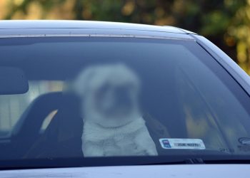 enfermé 9 chiens voiture 40 degrés