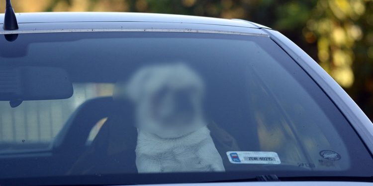 enfermé 9 chiens voiture 40 degrés