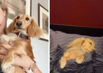 femme reçoit critiques avoir payé siège préférentiel chien vol