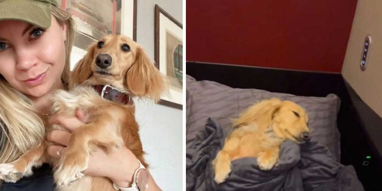 Une femme reçoit des critiques pour avoir payé un siège préférentiel à son chien sur un vol 1 femme reçoit critiques avoir payé siège préférentiel chien vol