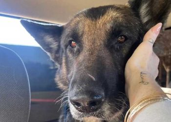 femme sauve chien atteint cancer avant abattre