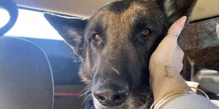 Elle adorait les chats, mais il lui a fallu 30 secondes pour aller à la rescousse d'un chien âgé. Une chose qu'elle ne savait pas 1 femme sauve chien atteint cancer avant abattre