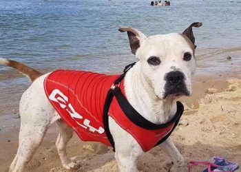 garçon emporté par les vagues héros à quatre pattes se précipita pour aider