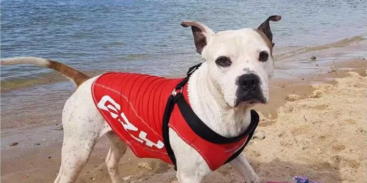 garçon emporté par les vagues héros à quatre pattes se précipita pour aider