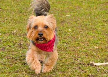 héros à quatre pattes chien a sauvé son maître