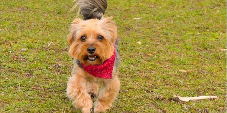 héros à quatre pattes chien a sauvé son maître