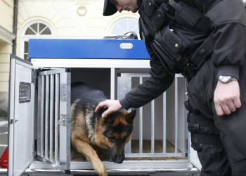 homme mord un chien policier alors échappe arrestation