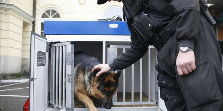 Les services ont arrêté le conducteur ivre et les rôles ont été inversés en un rien de temps. L'homme a mordu le chien policier 1 homme mord un chien policier alors échappe arrestation