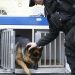 homme mord un chien policier alors échappe arrestation