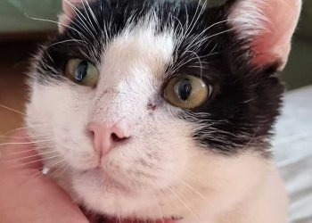 le chat a perdu sa femme bien-aimée