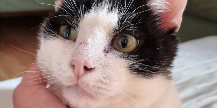 D'abord, le chat a perdu sa « femme » bien-aimée, puis ils l'ont jeté dans la rue. Les coups n'ont pas cessé ce jour-là 1 le chat a perdu sa femme bien-aimée