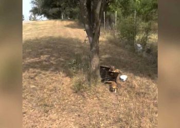 mère marche avec son bébé trouve une boîte abandonnée