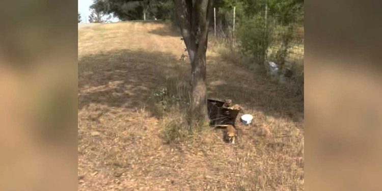 mère marche avec son bébé trouve une boîte abandonnée