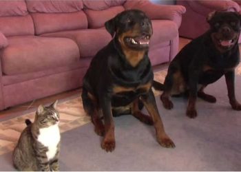 propriétaire enseigne aux chiens nouvelle commande chat a volé vedette